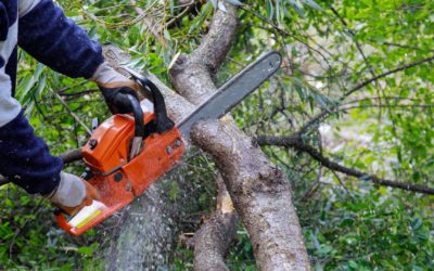Info concernant la coupe des arbres